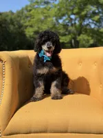 AKC Wally, a male Poodle - Multi-Colored Standard for sale in Mayfield, KY – 4 of 10