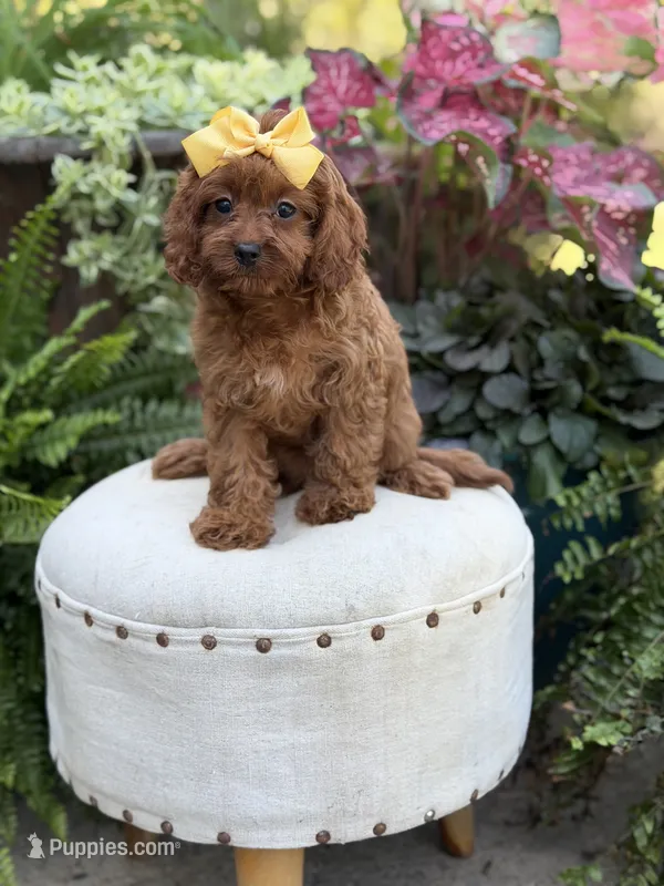 Robin – Cavapoo puppy for sale in Mayfield, KY