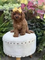Robin, a female Cavapoo for sale in Mayfield, KY – 1 of 10