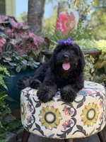F1 Trinity, a female Bernedoodle for sale in Mayfield, KY – 2 of 10