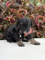 Hank, a male Miniature Bernedoodle for sale in Mayfield, KY – 9 of 9