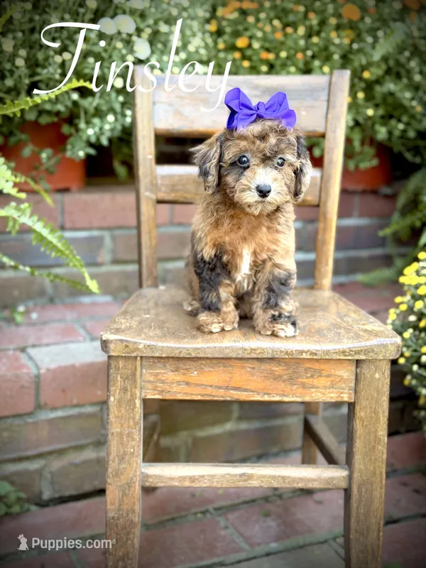 Tinsley – Shihpoo puppy for sale in Mayfield, KY
