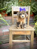 Tinsley, a female Shihpoo for sale in Mayfield, KY – 1 of 10