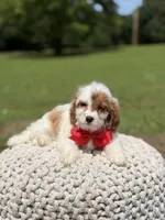 Denim, a male Cavapoo for sale in Mayfield, KY – 5 of 6