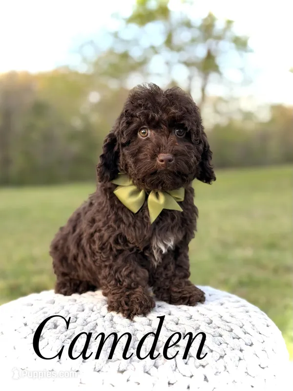F1B Camden – Cavapoo puppy for sale in Mayfield, KY