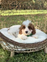 F1B Colton, a male Cavapoo for sale in Mayfield, KY – 3 of 10