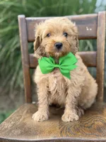 Booker, a male Miniature Goldendoodle for sale in Mayfield, KY – 4 of 7