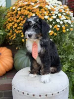 F1 Vance, a male Bernedoodle for sale in Mayfield, KY – 9 of 10
