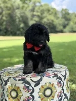 F1Tucker, a male Bernedoodle for sale in Mayfield, KY – 4 of 10