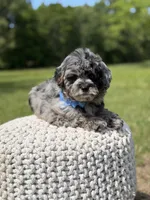 Trooper, a male Miniature Goldendoodle for sale in Mayfield, KY – 6 of 10
