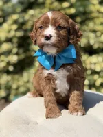 Duke, a male Cavapoo for sale in Mayfield, KY – 5 of 10