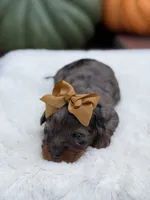 Gold bow, a female Miniature Bernedoodle for sale in Mayfield, KY – 3 of 10