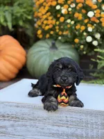 F1 Scooter, a male Cavapoo for sale in Mayfield, KY – 9 of 10