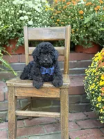 Theo, a male Shihpoo for sale in Mayfield, KY – 4 of 10