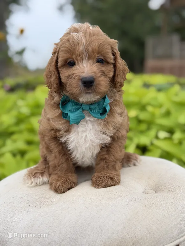 Phoenix – Miniature Goldendoodle puppy for sale in Mayfield, KY