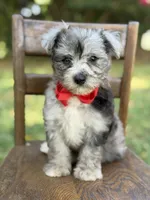 F1B Trooper, a male Maltipoo for sale in Mayfield, KY – 5 of 10