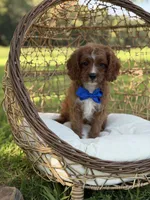 F1 Carter, a male Cavapoo for sale in Mayfield, KY – 9 of 10