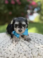 F1B Tucker, a male Maltipoo for sale in Mayfield, KY – 4 of 9