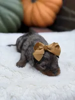 Gold bow, a female Miniature Bernedoodle for sale in Mayfield, KY – 4 of 10