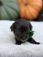 Green bow, a male Cavapoo for sale in Mayfield, KY – 5 of 10