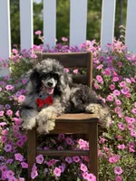 AKC Porter, a male Poodle - Toy  for sale in Mayfield, KY – 6 of 10