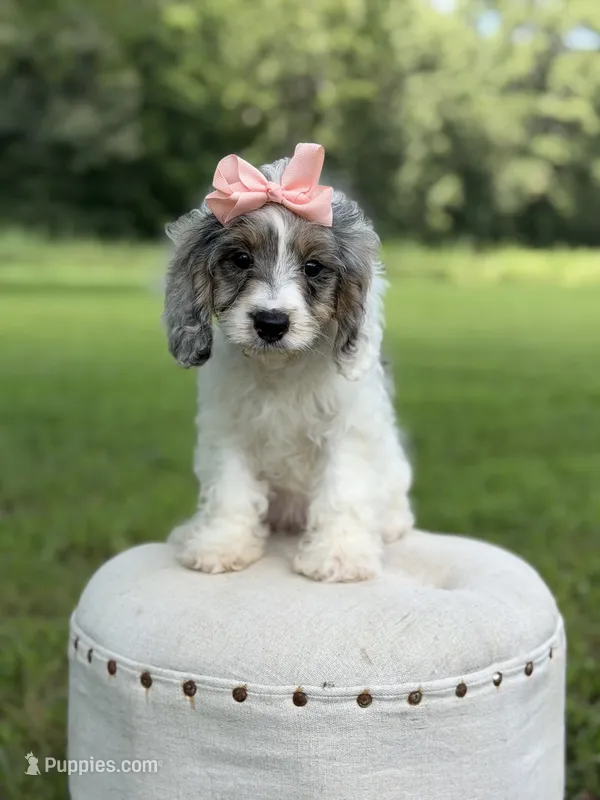 Lola – Cavapoo puppy for sale in Mayfield, KY