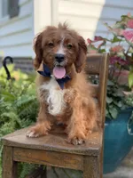 F1 Carter, a male Cavapoo for sale in Mayfield, KY – 3 of 10