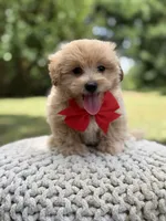 Iggy, a male Maltipoo for sale in Mayfield, KY – 4 of 10