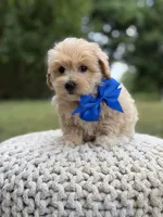Ivan, a male Maltipoo for sale in Mayfield, KY – 6 of 7