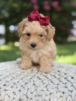Brandy, a female Maltipoo for sale in Mayfield, KY – 2 of 3