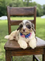 Freedom, a male Miniature Bernedoodle for sale in Mayfield, KY – 4 of 10