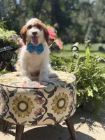 Denim, a male Cavapoo for sale in Mayfield, KY – 2 of 10