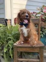 F1 Carter, a male Cavapoo for sale in Mayfield, KY – 8 of 10