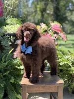AKC Higgins, a male Poodle - Miniature  for sale in Mayfield, KY – 3 of 10