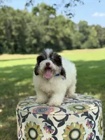 Uncle Sam , a male Miniature Bernedoodle for sale in Mayfield, KY – 2 of 10