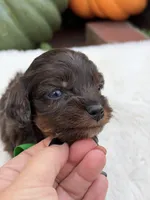 Green bow, a male Cavapoo for sale in Mayfield, KY – 9 of 10