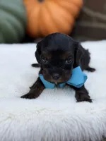 Blue bow, a male Cavapoo for sale in Mayfield, KY – 5 of 10