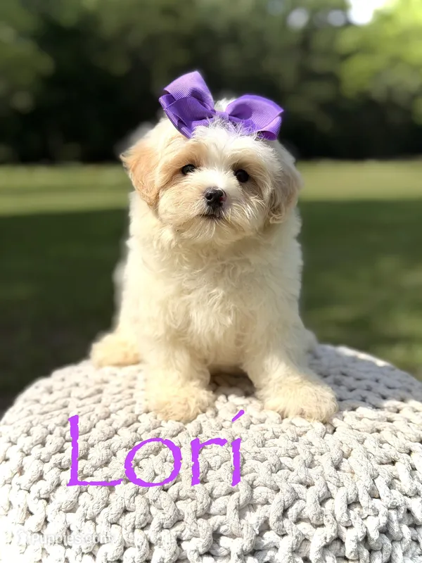 Lori – Maltipoo puppy for sale in Mayfield, KY