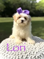 Lori, a female Maltipoo for sale in Mayfield, KY – 1 of 9