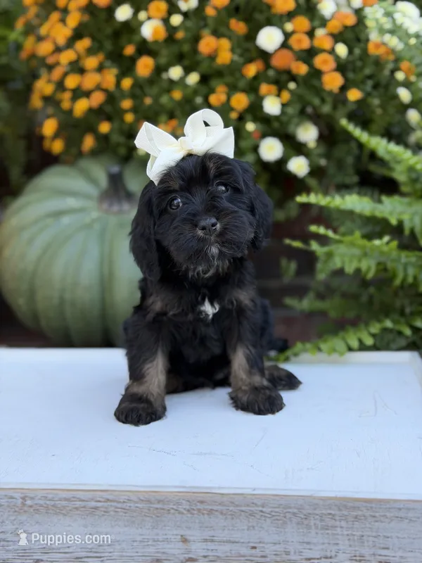 F1 Sasha – Cavapoo puppy for sale in Mayfield, KY
