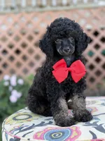 AKC Parker, a male Poodle - Toy  for sale in Mayfield, KY – 9 of 9