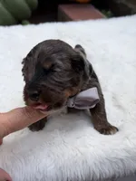 Gray bow, a male Miniature Bernedoodle for sale in Mayfield, KY – 7 of 8