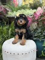 F1B Babs, a female Bernedoodle for sale in Mayfield, KY – 3 of 10