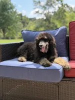 AKC Wally, a male Poodle - Multi-Colored Standard for sale in Mayfield, KY – 8 of 10
