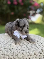 F1B Topper, a male Maltipoo for sale in Mayfield, KY – 6 of 6