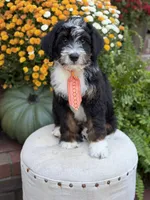 F1 Vance, a male Bernedoodle for sale in Mayfield, KY – 3 of 10