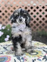 AKC Portet, a male Poodle - Toy  for sale in Mayfield, KY – 2 of 10