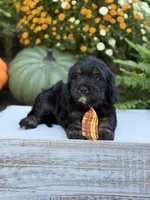 F1 Scout, a male Cavapoo for sale in Mayfield, KY – 9 of 10