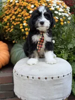 F1 Victor, a male Bernedoodle for sale in Mayfield, KY – 8 of 10