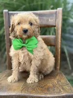 Booker, a male Miniature Goldendoodle for sale in Mayfield, KY – 5 of 7